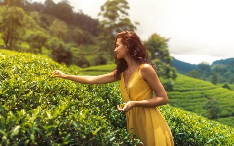 Sri Lanka - podróż wśród herbacianych pól (11).jpg
